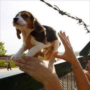 Dreams Can Become True: Claudio Pomo Reflects on the Green Hill Beagle Liberation